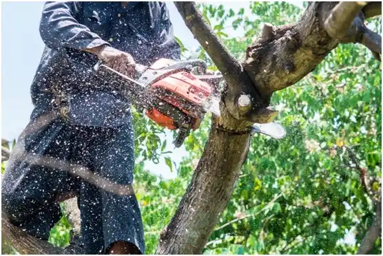 tree services Navy Yard City